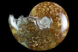 Polished, Agatized Ammonite (Cleoniceras) - Madagascar #97228-1